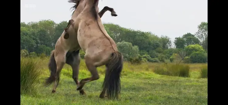 Horse (Equus ferus caballus) as shown in Wild Isles - Grasslands